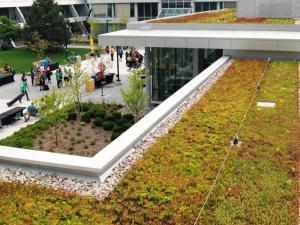 Humber building green roof